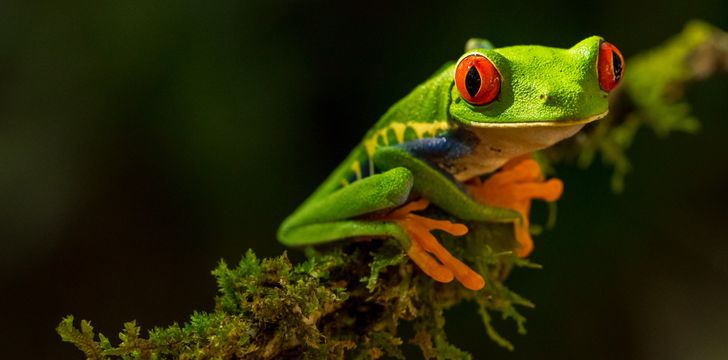 Costa Rica Rainforest Dart Frog